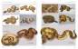 Preview: Python regius - Atlas of Colour Morphs, Keeping and Breeding